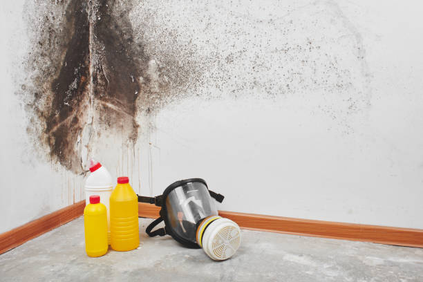 Best Professional Mold Removal  in Semmes, AL