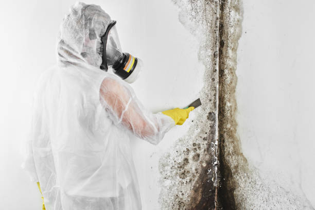Best Local Mold Removal Service  in Semmes, AL