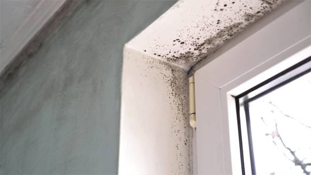 Best Attic Mold Removal  in Semmes, AL