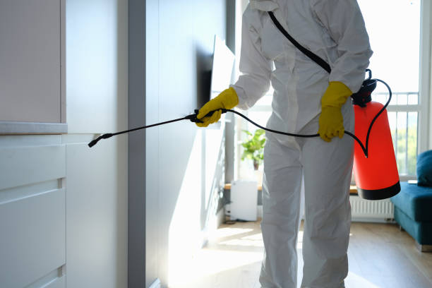 Mold Removal Process in Semmes, AL