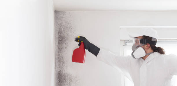 Best Black Mold Removal  in Semmes, AL