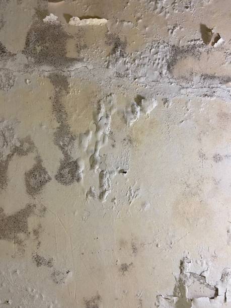 Home Mold Removal in Semmes, AL