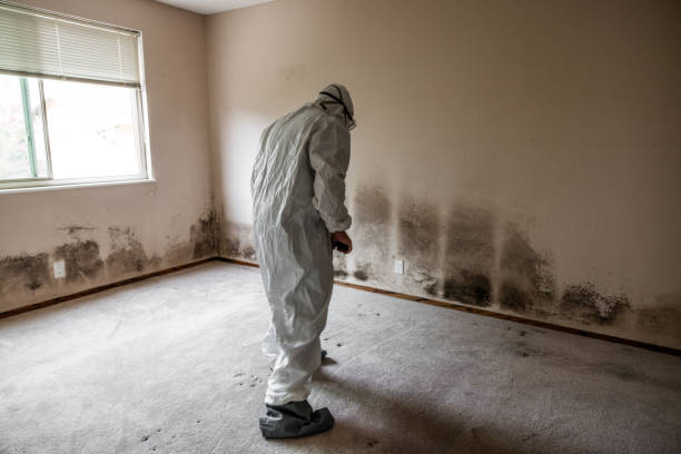 Best Residential Mold Removal  in Semmes, AL