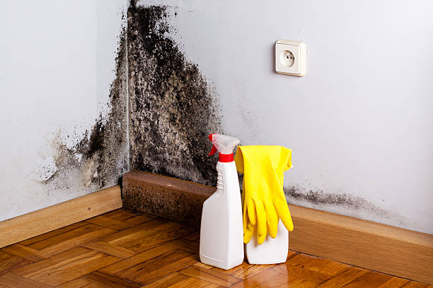 Best Commercial Mold Removal  in Semmes, AL