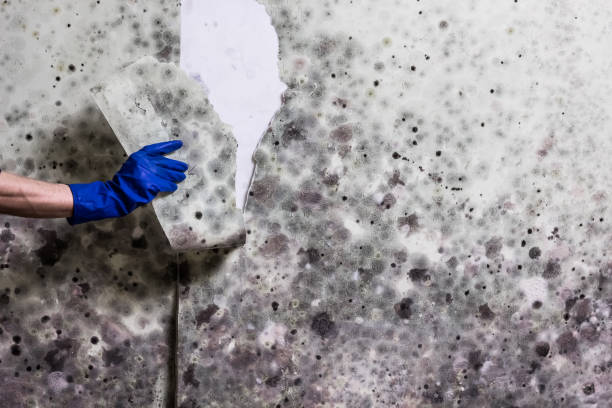 Best Mold Testing  in Semmes, AL