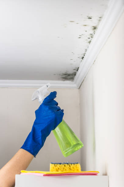 Best Commercial Mold Removal  in Semmes, AL
